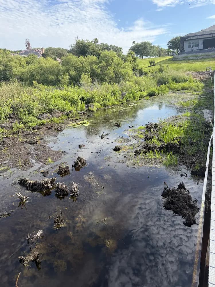 Florida wetland vegetation and drainage swale