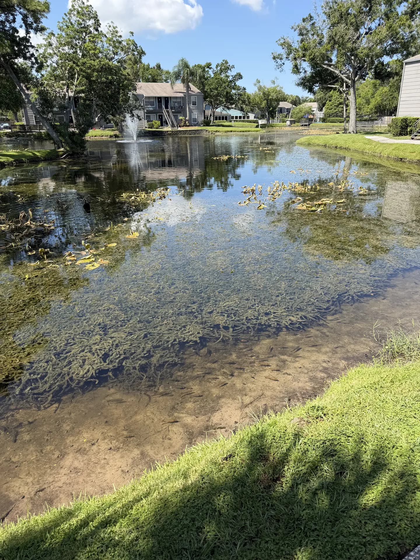 Aquatic management work on a Florida pond surrounded by wetland vegetation