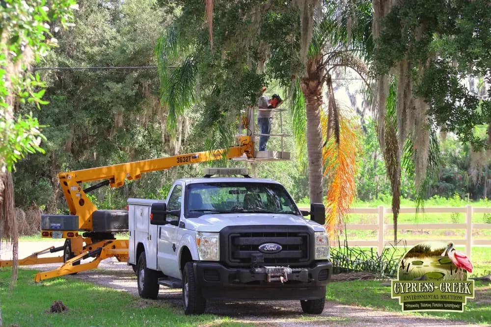 Tree Removal work by Cypress Creek Environmental Solutions